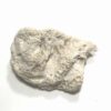 Varietate de coral marin