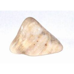 Cristal de coral pietrificat