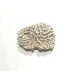 Varietate de coral marin