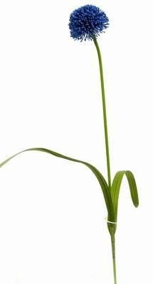 Floarea norocului pentru barbati - 57 cm