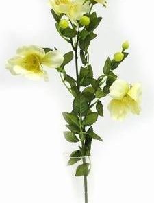 Bujorul armoniei in familie