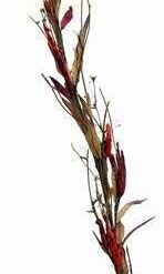 Floarea norocului pentru capul familiei - 90 cm