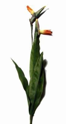 Floarea nobletii - Strelitia - 85 cm