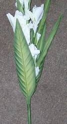 Floarea alba a puritatii si norocului de urmasi